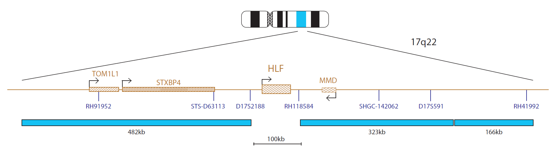 Fluorescence in situ hybridisation (FISH) chromosome map showing a probe targeting the HLF gene.