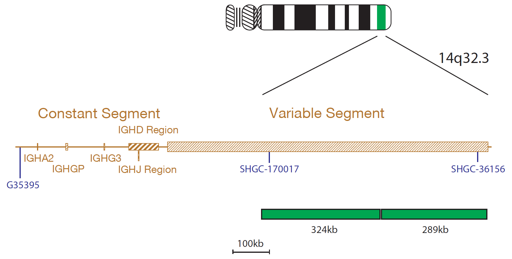 Fluorescence in situ hybridization (FISH) chromosome map showing a probe targeting the IGH gene.