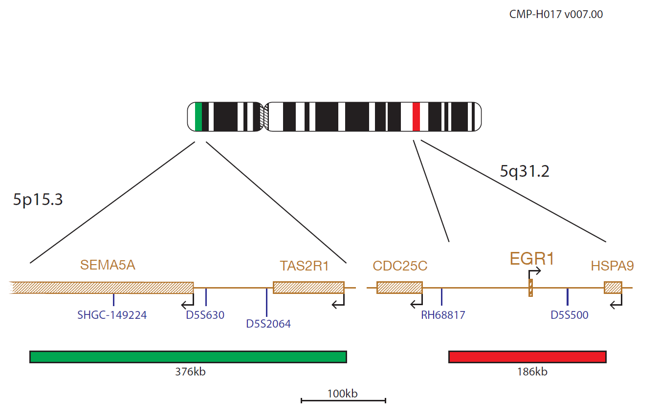 Fluorescence in situ hybridisation (FISH) chromosome map showing a probe targeting the regions 5p15.3 and 5q31.2.