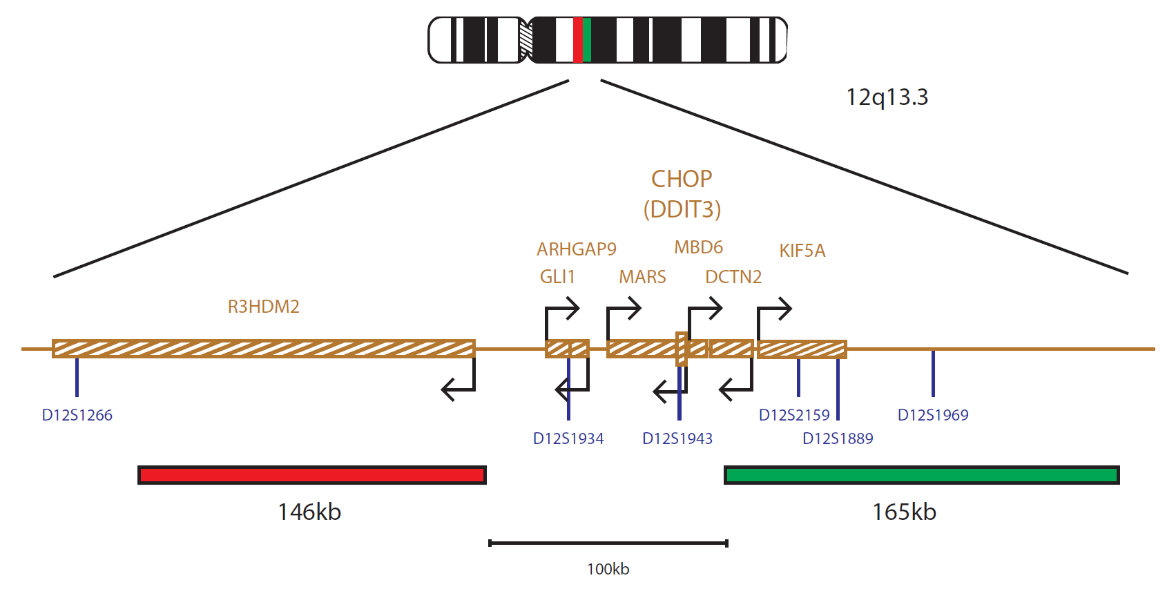 Fluorescence in situ hybridisation (FISH) chromosome map showing a probe targeting the CHOP (DDIT3) gene.