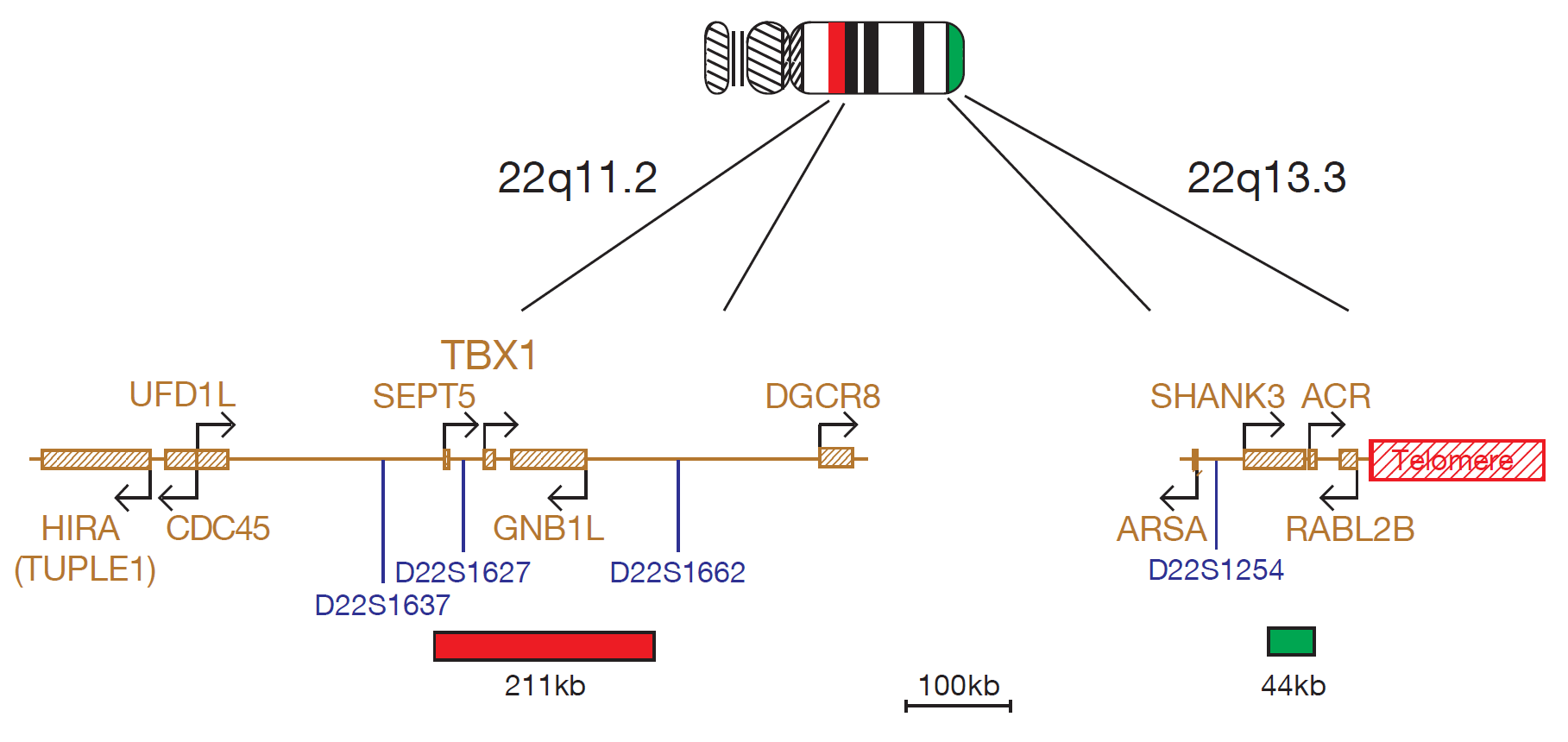 FISH chromosome map showing probes targeting regions associated with DiGeorge (TBX1 gene) and 22q13.3 deletion syndromes.