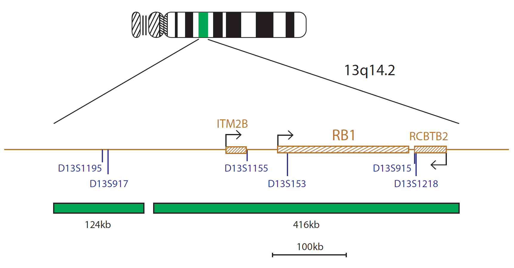 Fluorescence in situ hybridisation (FISH) chromosome map showing a probe targeting the region 13q14.2.