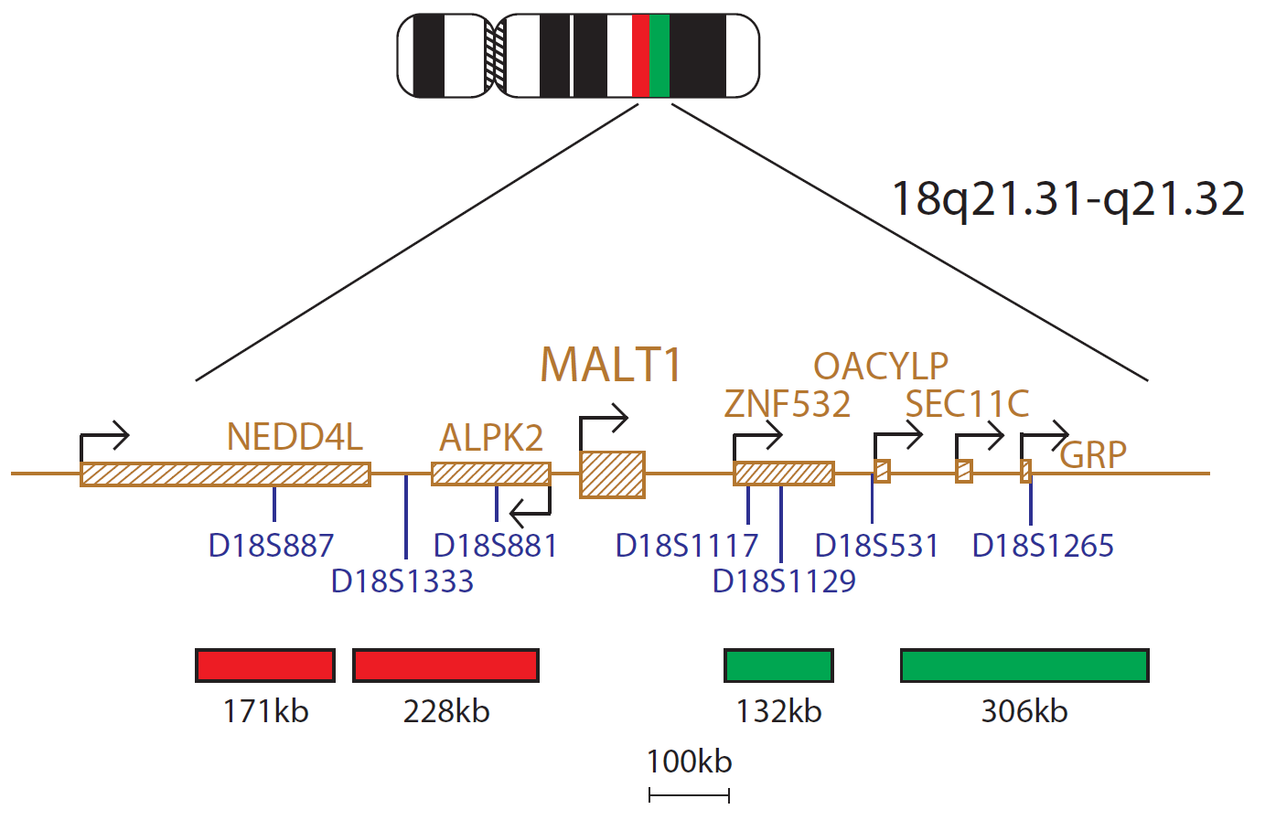 Fluorescence in situ hybridisation (FISH) chromosome map showing a probe targeting the MALT1 gene.