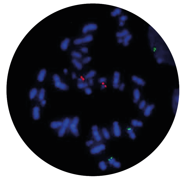 Fluorescence in situ hybridisation (FISH) microscope image of the CytoCell MLL/MLLT1 Translocation, Dual Fusion probe.