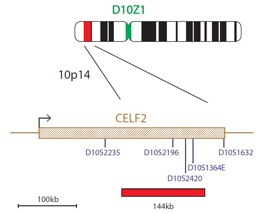 FISH chromosome map showing a probe targeting a region associated with DiGeorge syndrome (CELF2 (BRUNOL3) gene).