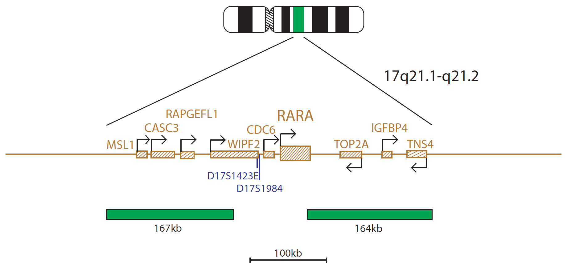 Fluorescence in situ hybridization (FISH) chromosome map showing a probe targeting the RARα (RARA) gene.