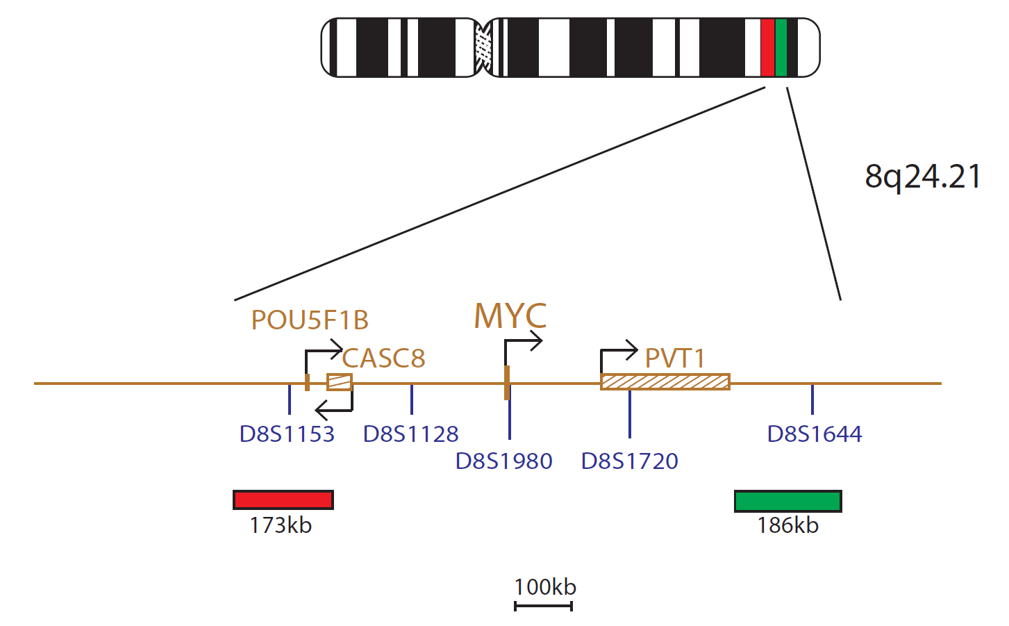 Fluorescence in situ hybridisation (FISH) chromosome map showing a probe targeting the cMYC (MYC) gene.