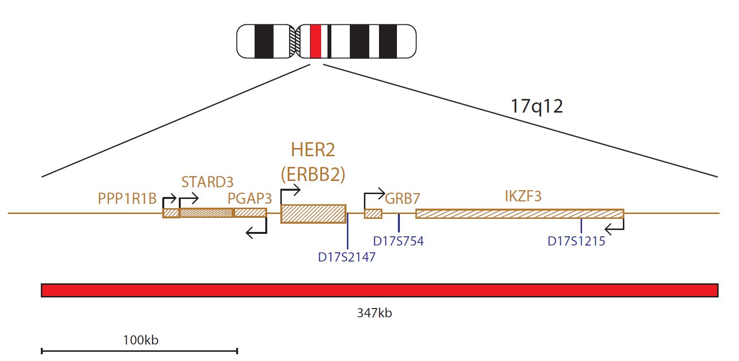 Fluorescence in situ hybridization (FISH) chromosome map showing a probe targeting the HER2 (ERBB2) gene.