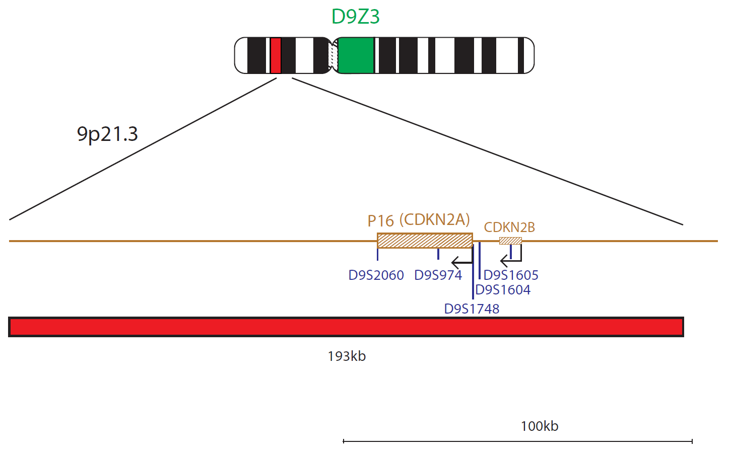Fluorescence in situ hybridisation (FISH) chromosome map showing a probe targeting the P16 (CDKN2A) gene.