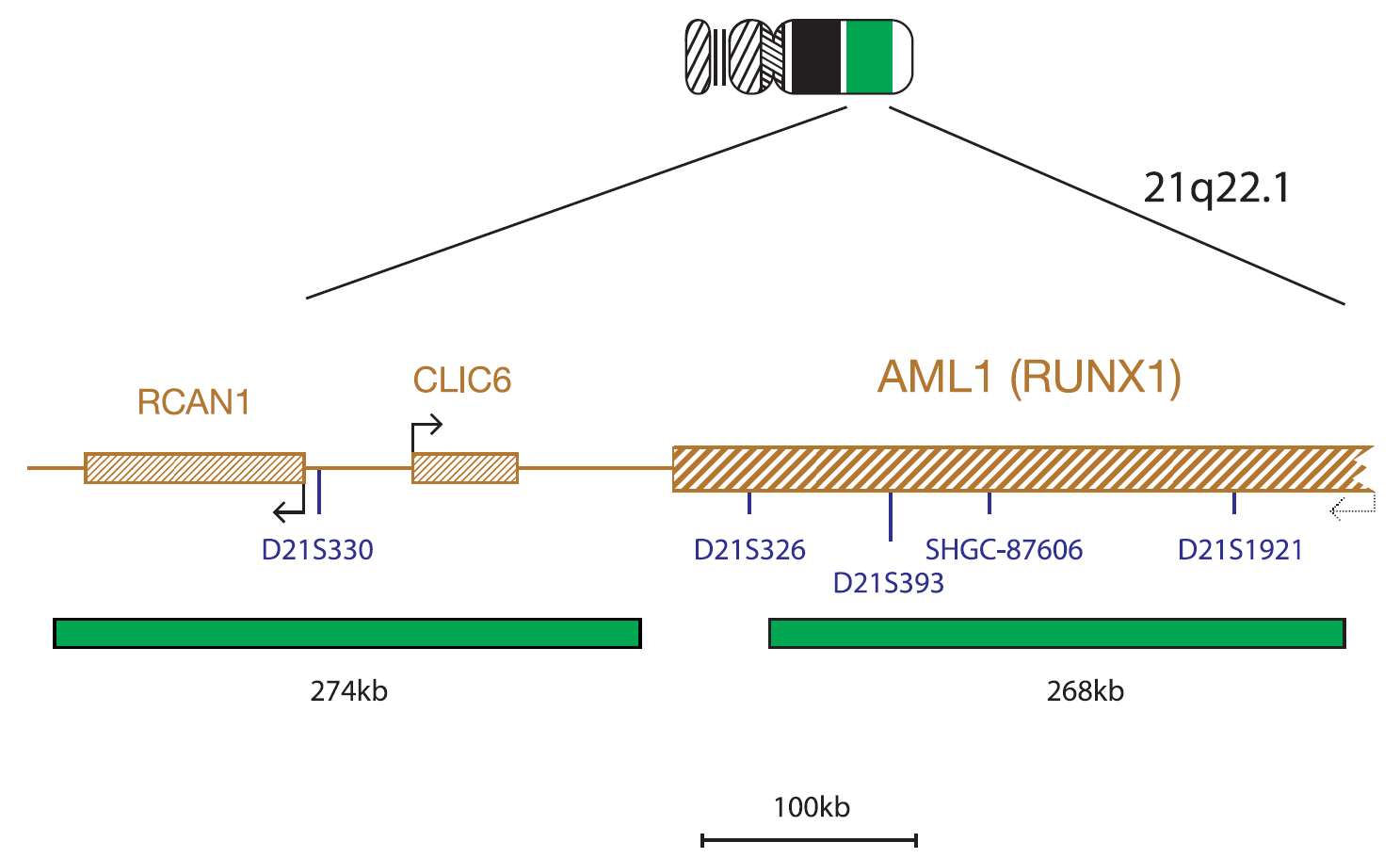 Fluorescence in situ hybridization (FISH) chromosome map showing a probe targeting the AML1 (RUNX1) gene.