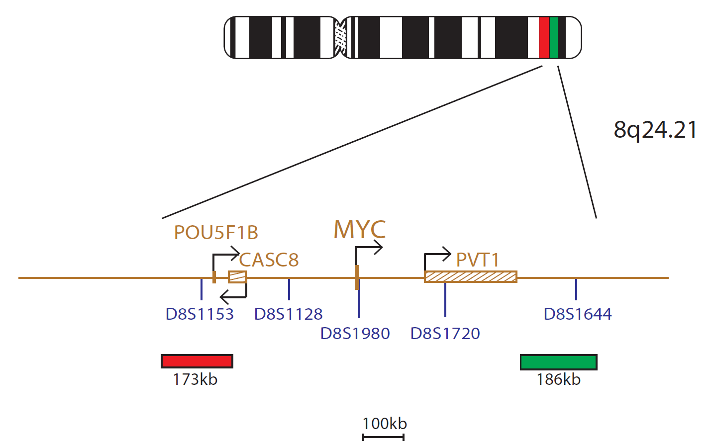 Fluorescence in situ hybridization (FISH) chromosome map showing a probe mix targeting the cMYC (MYC) gene.