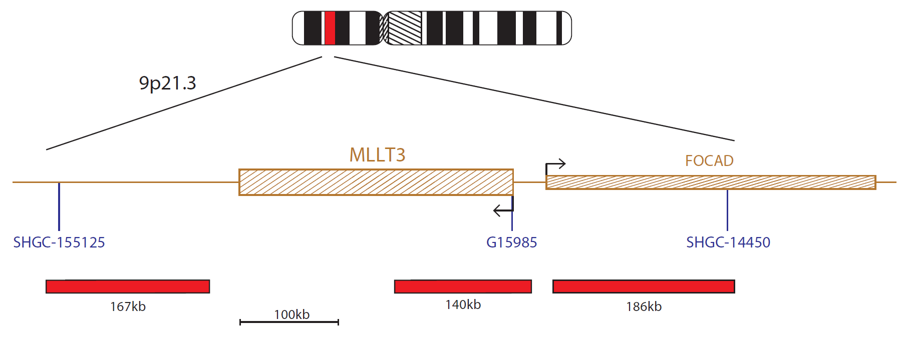 Fluorescence in situ hybridization (FISH) chromosome map showing a probe targeting the MLLT3 gene.