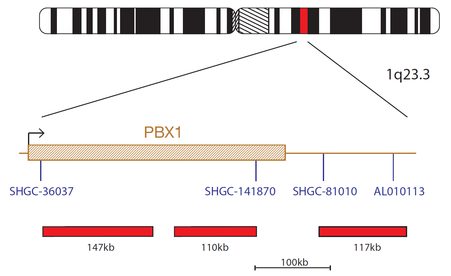 Fluorescence in situ hybridisation (FISH) chromosome map showing a probe targeting the PBX1 gene.