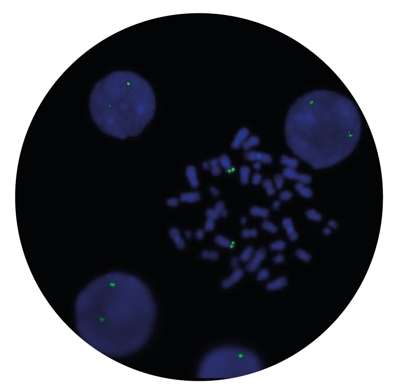 Fluorescence in situ hybridization (FISH) microscope image of the CytoCell DEK Probe Green.