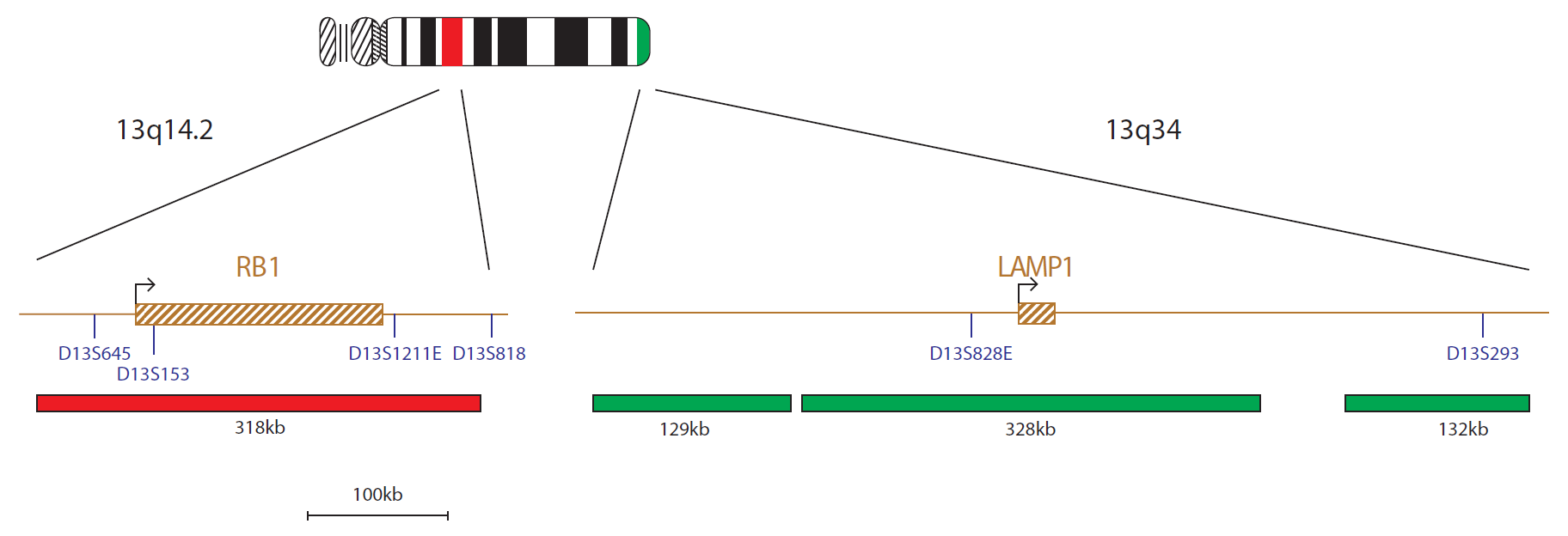 Fluorescence in situ hybridization (FISH) chromosome map showing a probe mix targeting the RB1 gene.