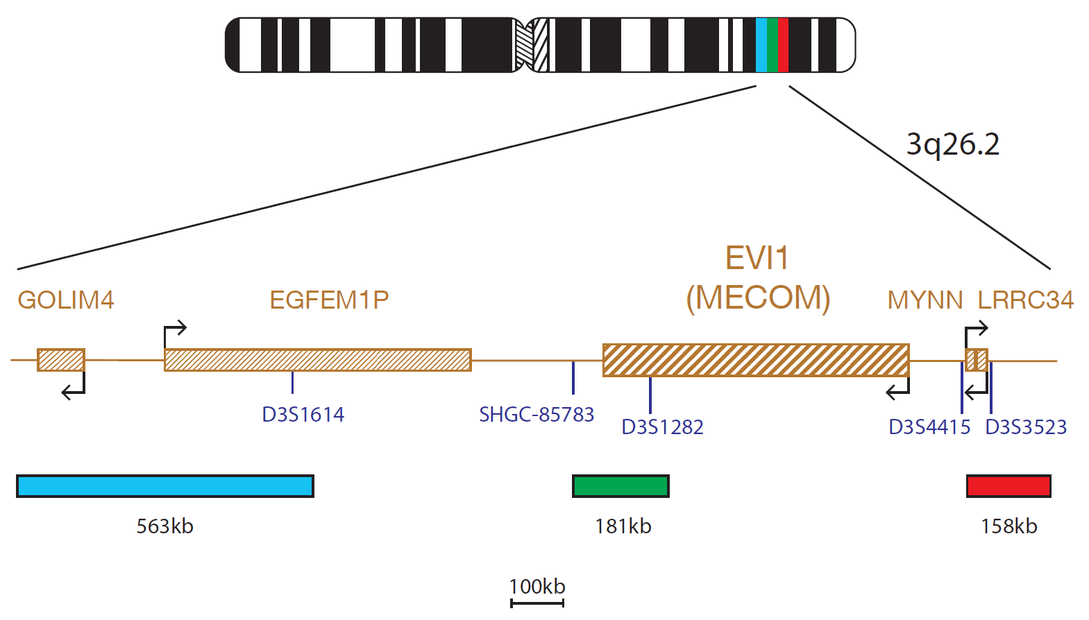 Fluorescence in situ hybridization (FISH) chromosome map showing a probe mix targeting the EVI1 (MECOM) gene.