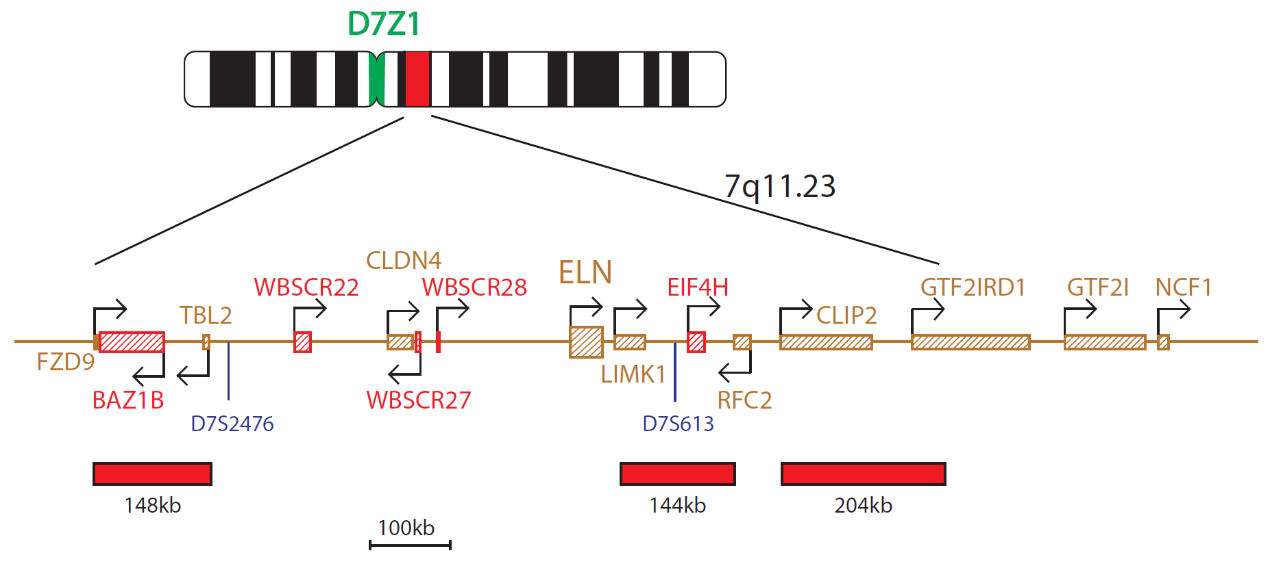 FISH chromosome map showing probes targeting a region associated with Williams-Beuren syndrome.