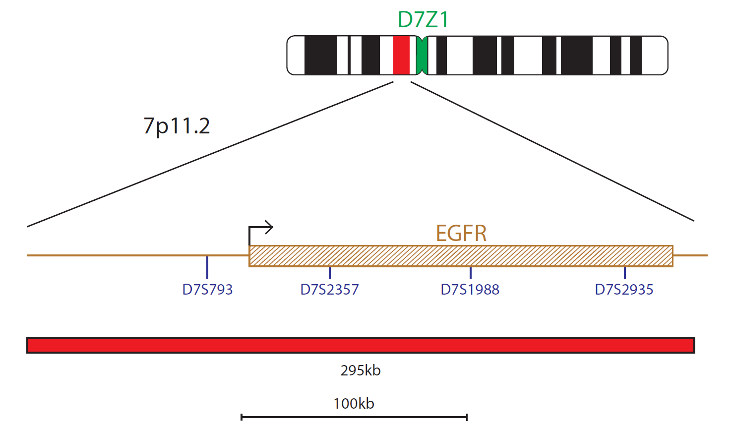 Fluorescence in situ hybridisation (FISH) chromosome map showing a probe targeting the EGFR gene.