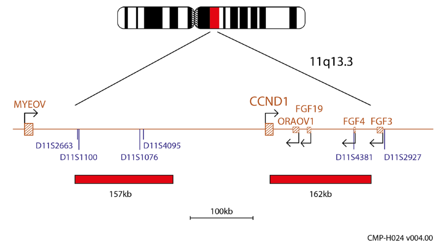 Fluorescence in situ hybridisation (FISH) chromosome map showing a probe targeting the CCND1 gene.