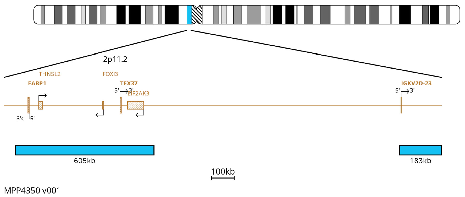 Fluorescence in situ hybridisation (FISH) chromosome map showing probes targeting the IGK region.