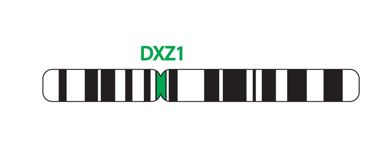 Fluorescence in situ hybridisation (FISH) chromosome map showing a probe targeting the region Xp11.1-q11.1 (DXZ1).