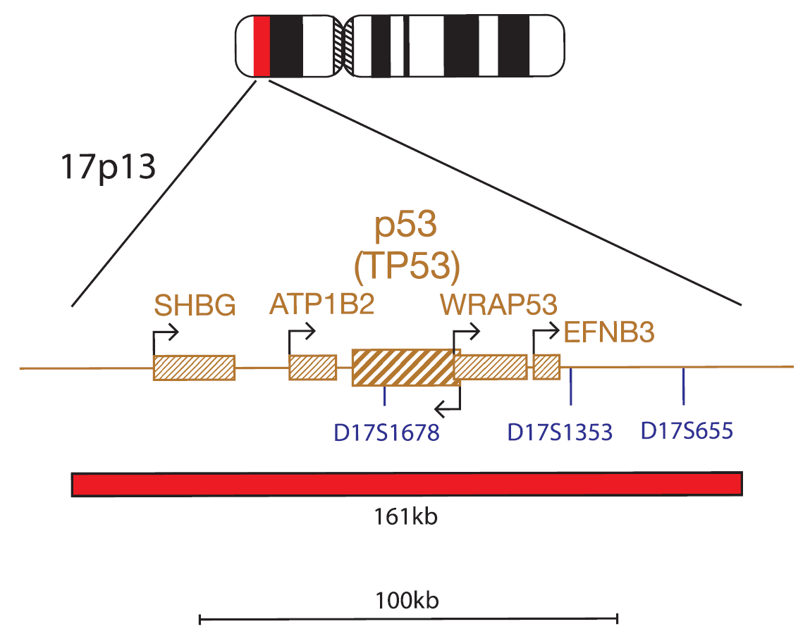 Fluorescence in situ hybridization (FISH) chromosome map showing a probe targeting the P53 (TP53) gene.