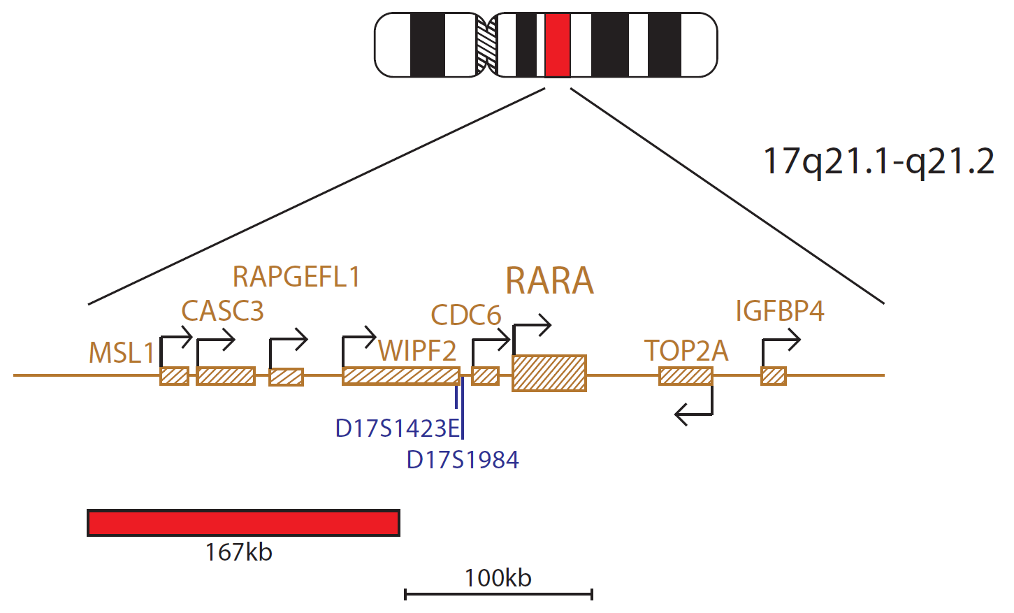 Fluorescence in situ hybridization (FISH) chromosome map showing a probe targeting the RARα (RARA) gene.