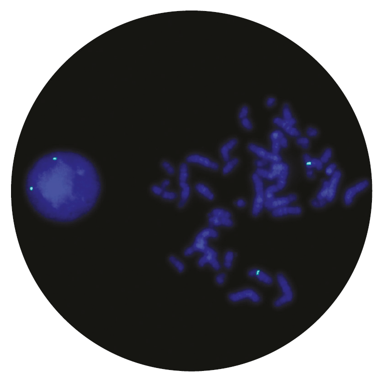 Fluorescence in situ hybridization (FISH) microscope image of the CytoCell Blue Labelled Satellite Enumeration probe.