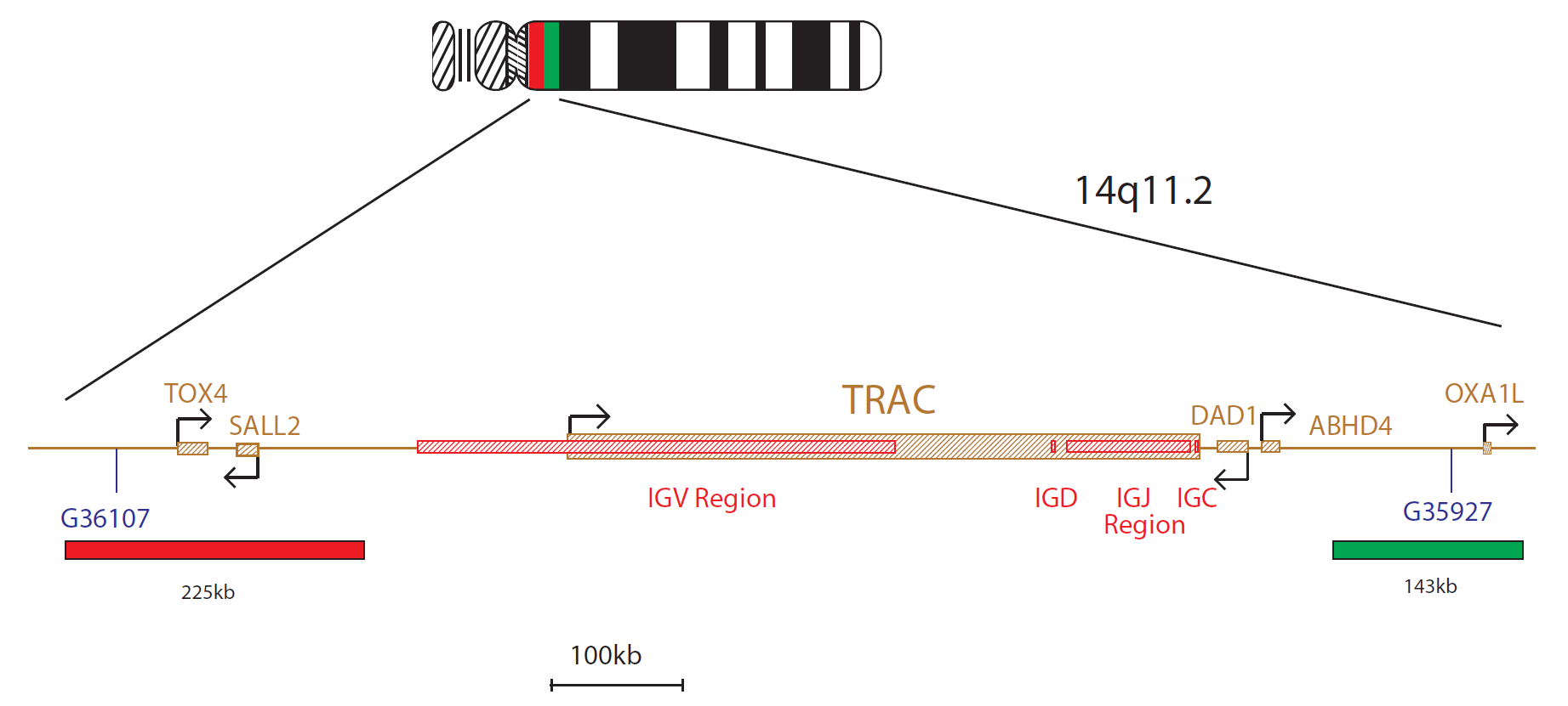 Fluorescence in situ hybridization (FISH) chromosome map showing a probe targeting the region 14q11.2 (TCRAD).