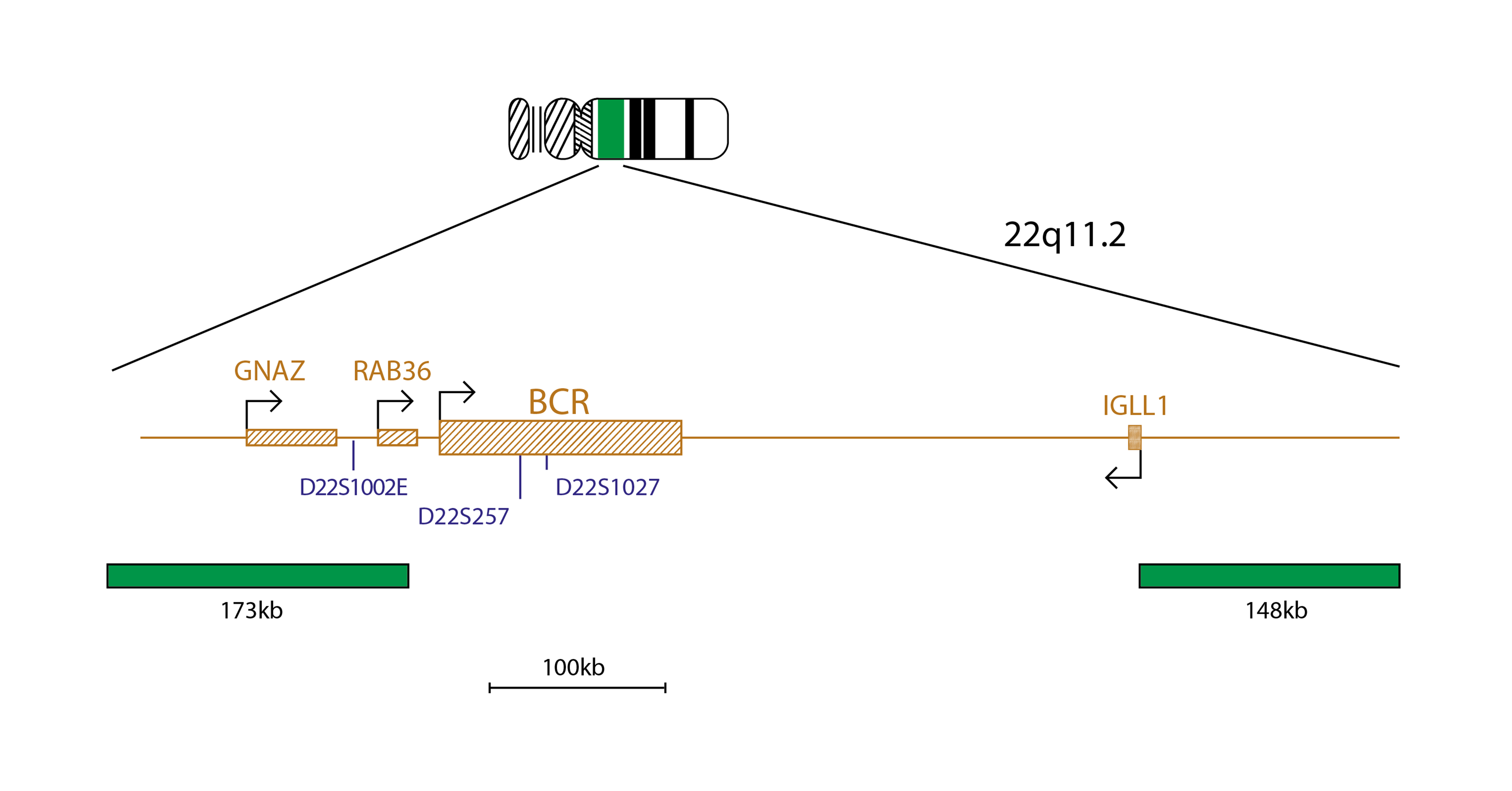 Fluorescence in situ hybridisation (FISH) chromosome map showing a probe targeting the BCR gene.