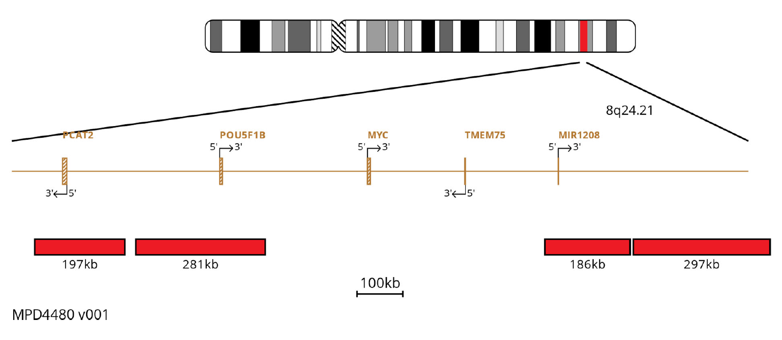 Fluorescence in situ hybridisation (FISH) chromosome map showing probes targeting the MYC gene.