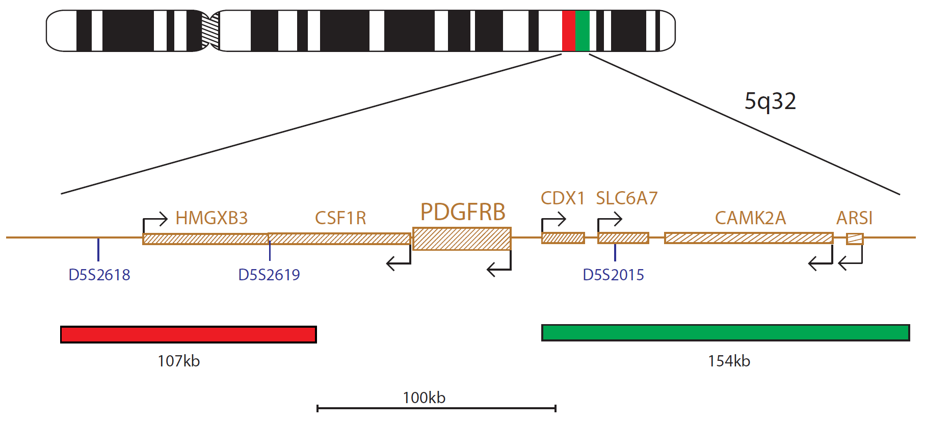 Fluorescence in situ hybridisation (FISH) chromosome map showing a probe targeting the PDGFRB gene.