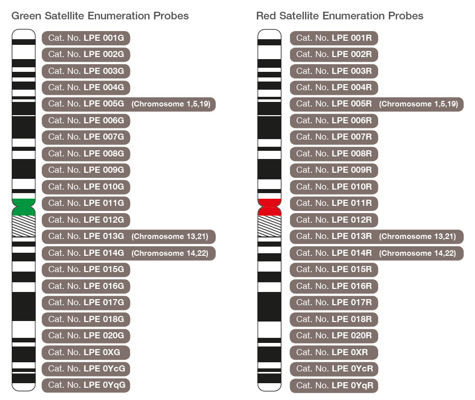 The chromosomal location of green and red labelled CytoCell Satellite Enumeration FISH probes.