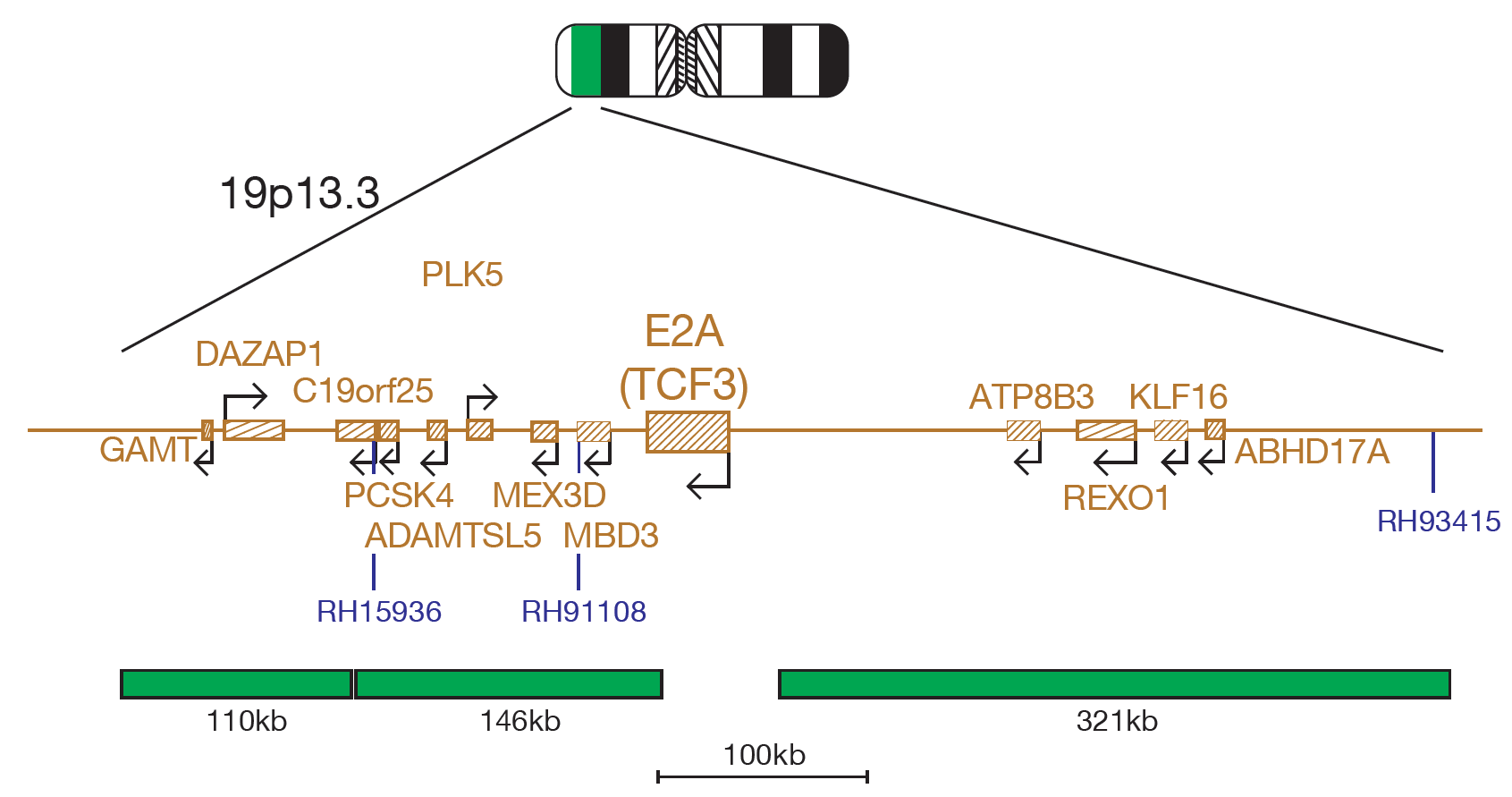 Fluorescence in situ hybridisation (FISH) chromosome map showing a probe targeting the E2A (TCF3) gene.