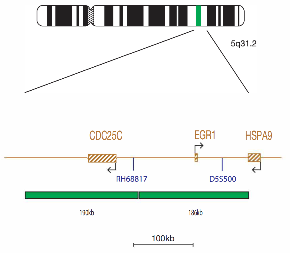 Fluorescence in situ hybridization (FISH) chromosome map showing a probes targeting the EGR1 and CDC25C (5q31) genes.
