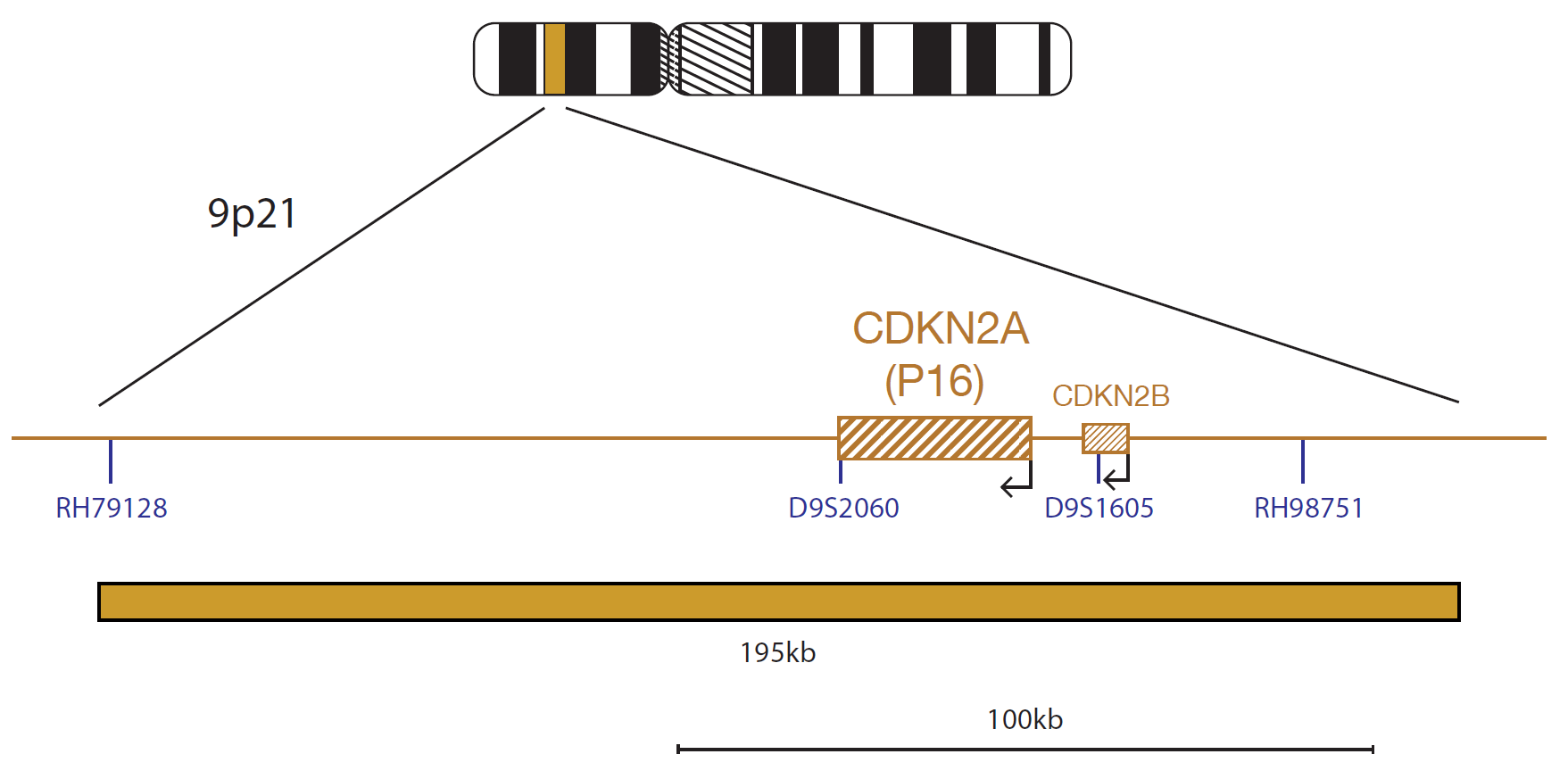 Fluorescence in situ hybridization (FISH) chromosome map showing a probe targeting the CDKN2A (P16) gene.