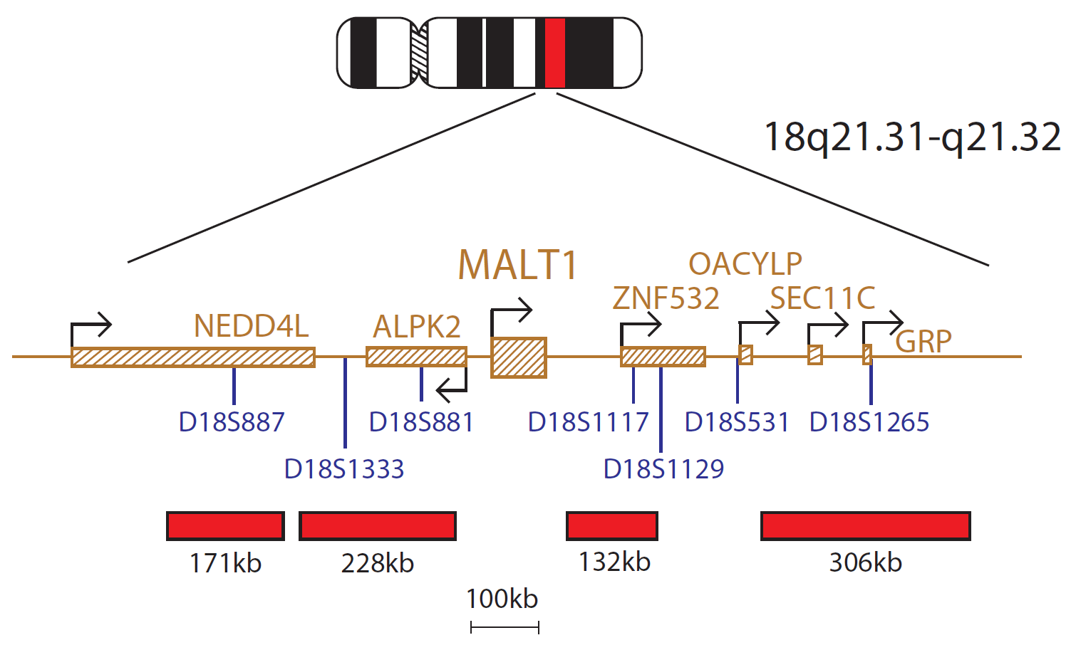 Fluorescence in situ hybridization (FISH) chromosome map showing a probe mix targeting the MALT1 gene.