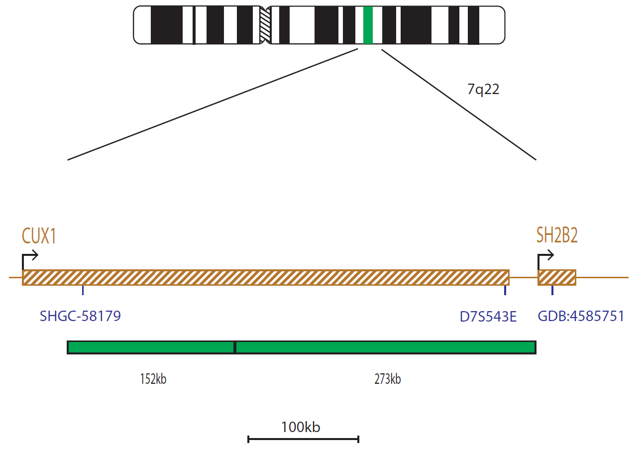 Fluorescence in situ hybridization (FISH) chromosome map showing a probe targeting the CUX1 gene.