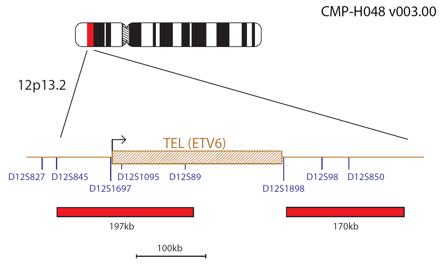Fluorescence in situ hybridization (FISH) chromosome map showing probes targeting the TEL (ETV6) gene.