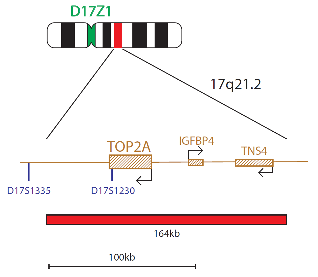 Fluorescence in situ hybridization (FISH) chromosome map showing a probe targeting the TOP2A gene.