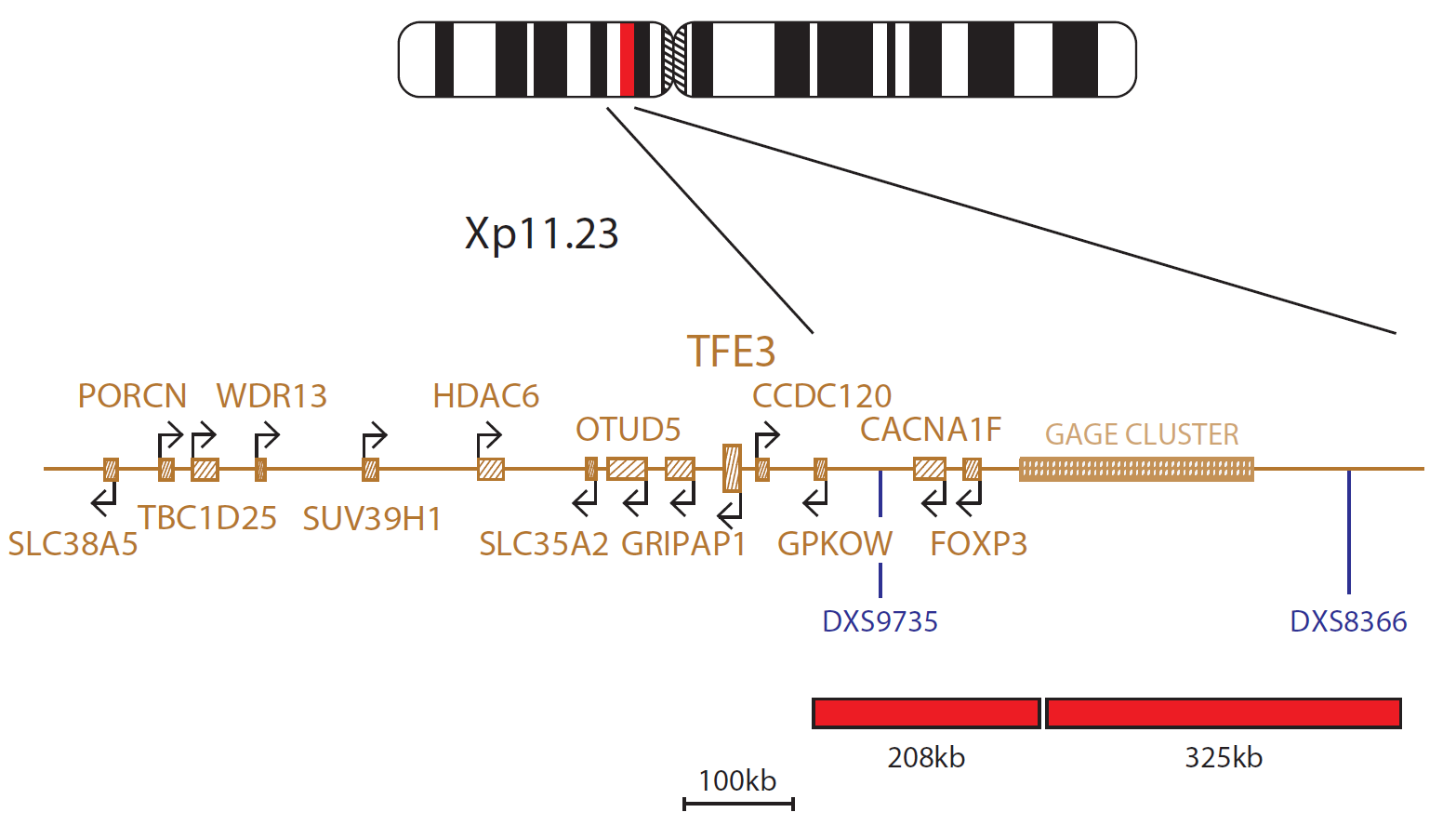Fluorescence in situ hybridization (FISH) chromosome map showing a probe mix proximal to the TFE3 gene.
