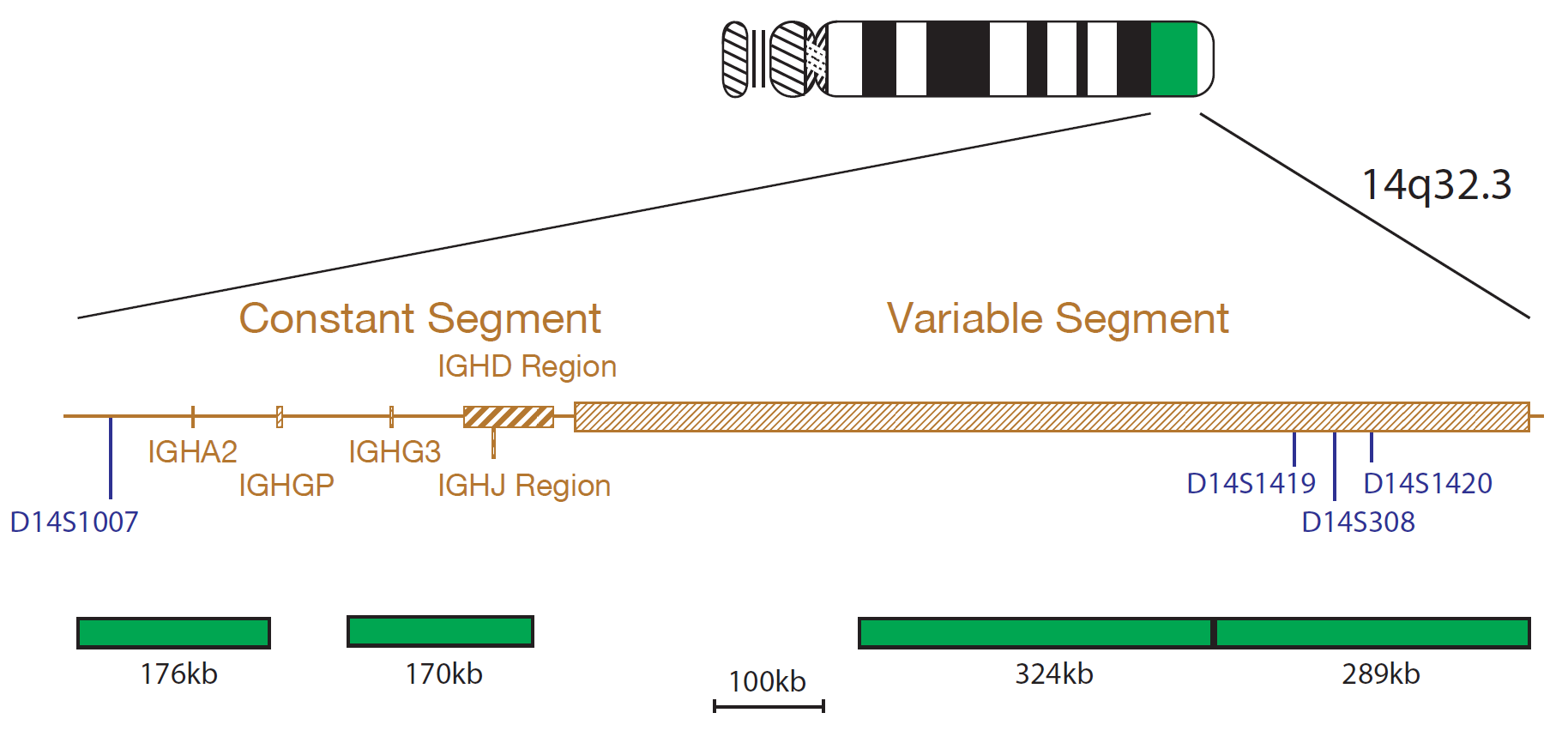 Fluorescence in situ hybridisation (FISH) chromosome map showing a probe targeting the IGH gene.