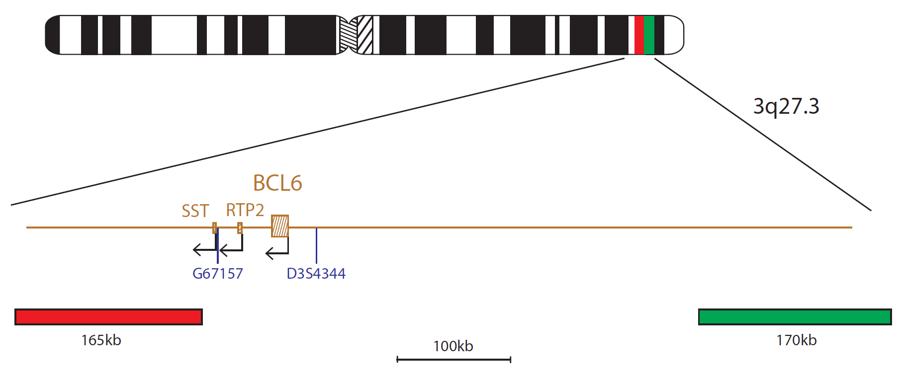 Fluorescence in situ hybridisation (FISH) chromosome map showing a probe targeting the BCL6 gene.