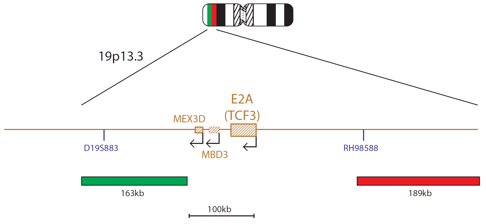 Fluorescence in situ hybridization (FISH) chromosome map showing a probe targeting the E2A (TCF3) gene.