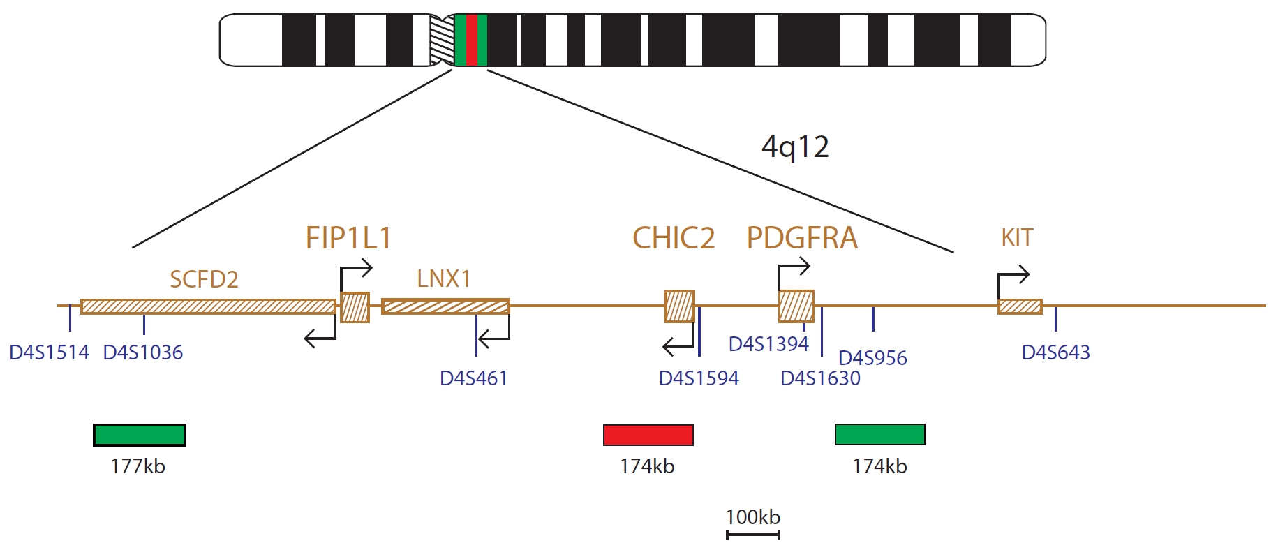 Fluorescence in situ hybridisation (FISH) chromosome map showing a probe targeting the FIP1L1, CHIC2 and PDGFRA genes.