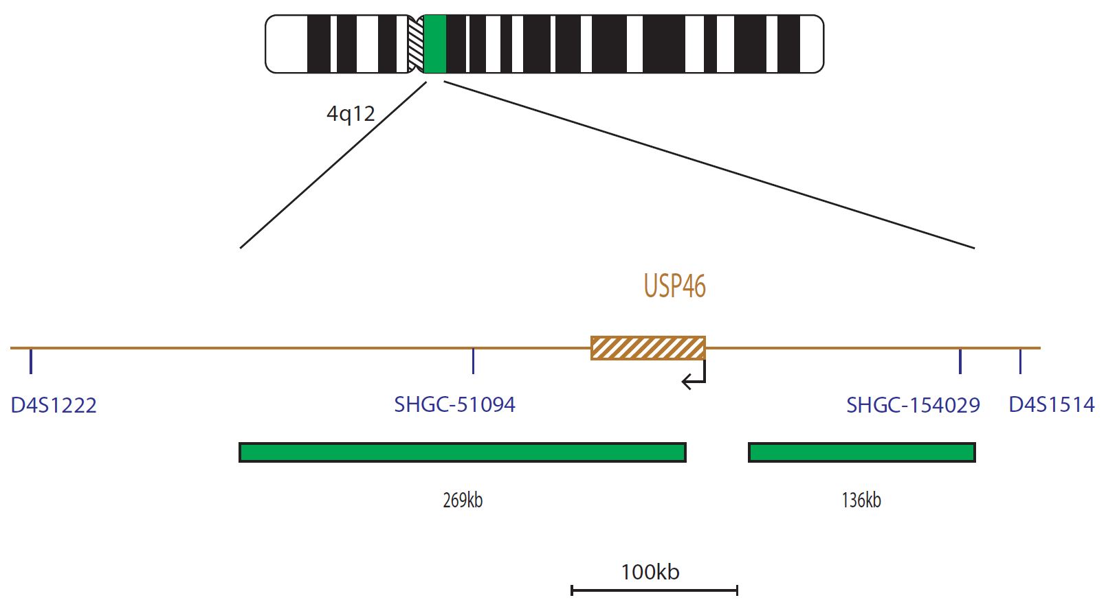 Fluorescence in situ hybridization (FISH) chromosome map showing a probe targeting the USP46 gene.