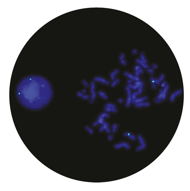 Fluorescence in situ hybridisation (FISH) microscope image of the CytoCell Blue Labelled Satellite Enumeration probe.