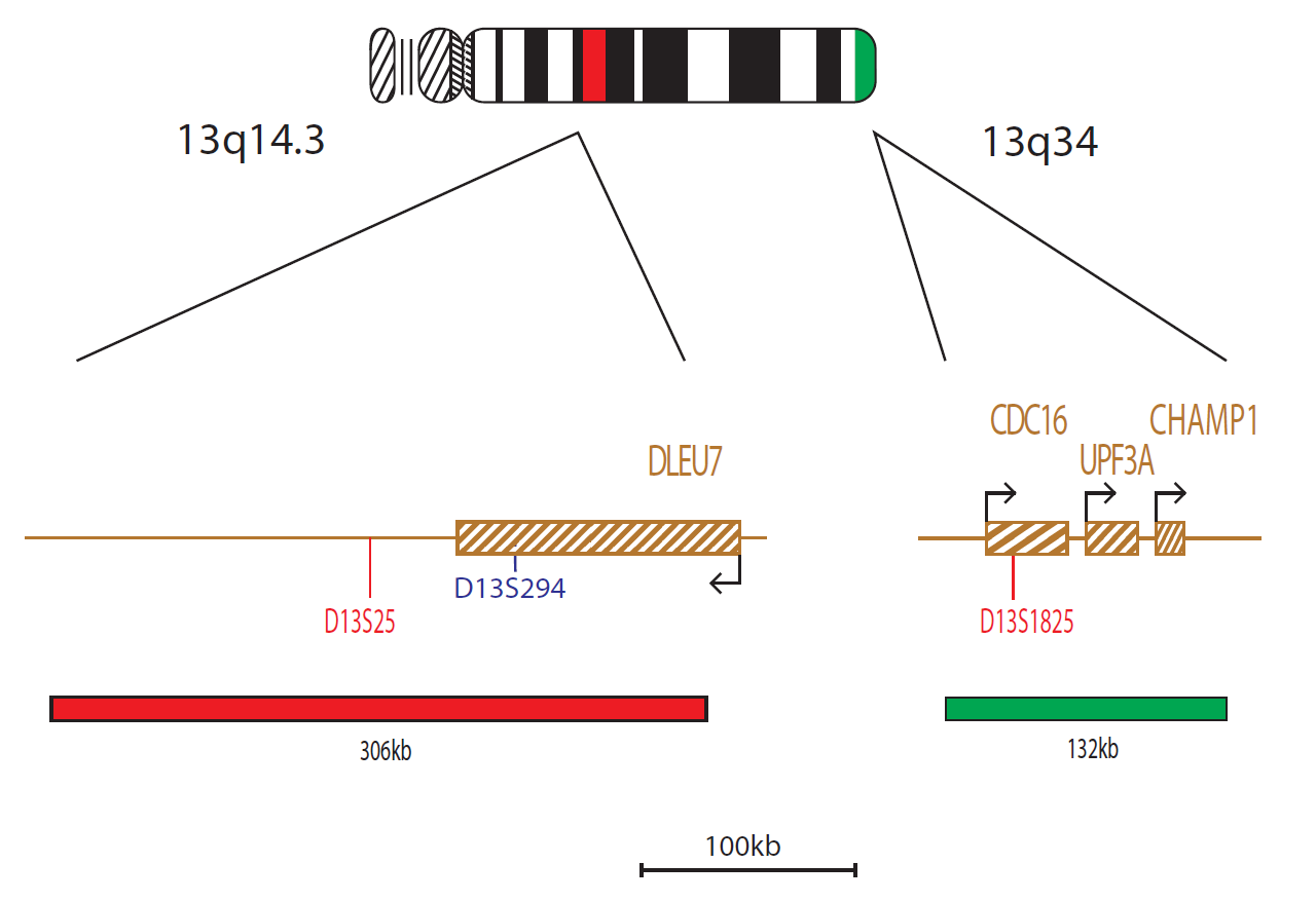 Fluorescence in situ hybridisation (FISH) chromosome map showing a probe targeting the region 13q14.3.