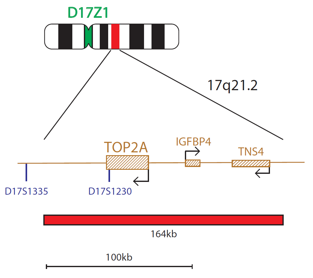 Fluorescence in situ hybridisation (FISH) chromosome map showing a probe targeting the TOP2A gene.