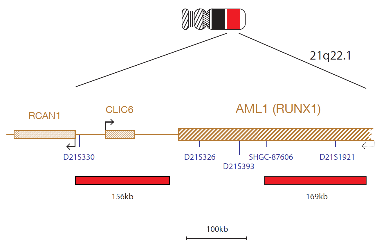 Fluorescence in situ hybridisation (FISH) chromosome map showing a probe targeting the AML1 (RUNX1) gene.